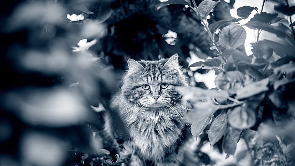 Långhårig katt står ute i naturen bland gräs och blad. Bilden är i svartvitt.