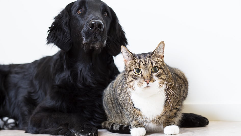 En randig katt med stora gröna ögon och en svart, långhårig hund ligger ner och kollar mot kameran.
