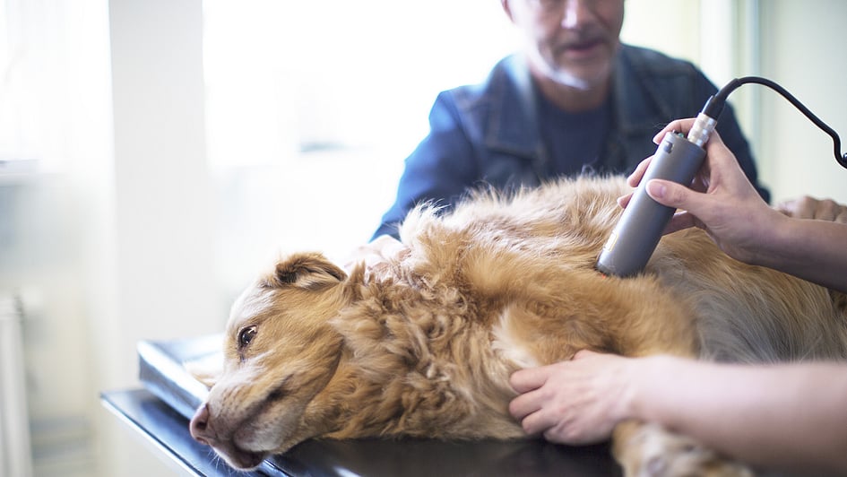 Veterinär använder någon slags maskin för att examinera en hund.