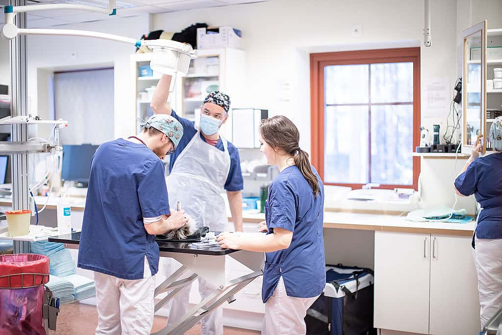 Sköterskor och veterinär i förberedelsesalen för operation