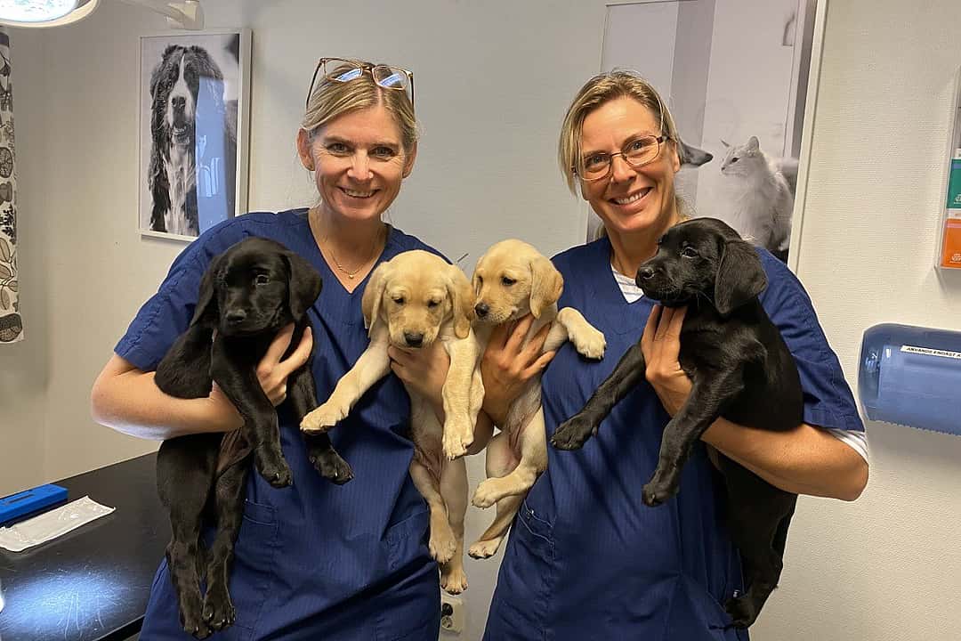 Två kvinnliga veterinärer håller i två valpar var och ler för kameran.
