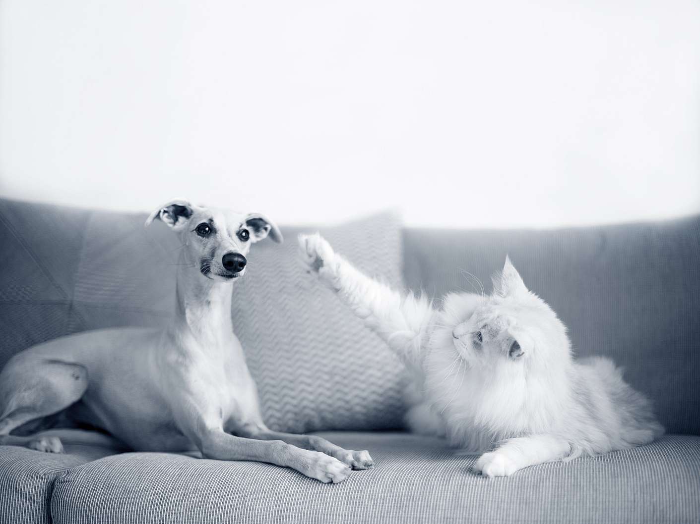 En vit, långhårig katt och en ljushårig hund ligger på en soffa. Hunden tittar mot kameran medan katten tittar på hunden. Katten har lyft sin tass och det ser ut som att den vill klappa hunden.