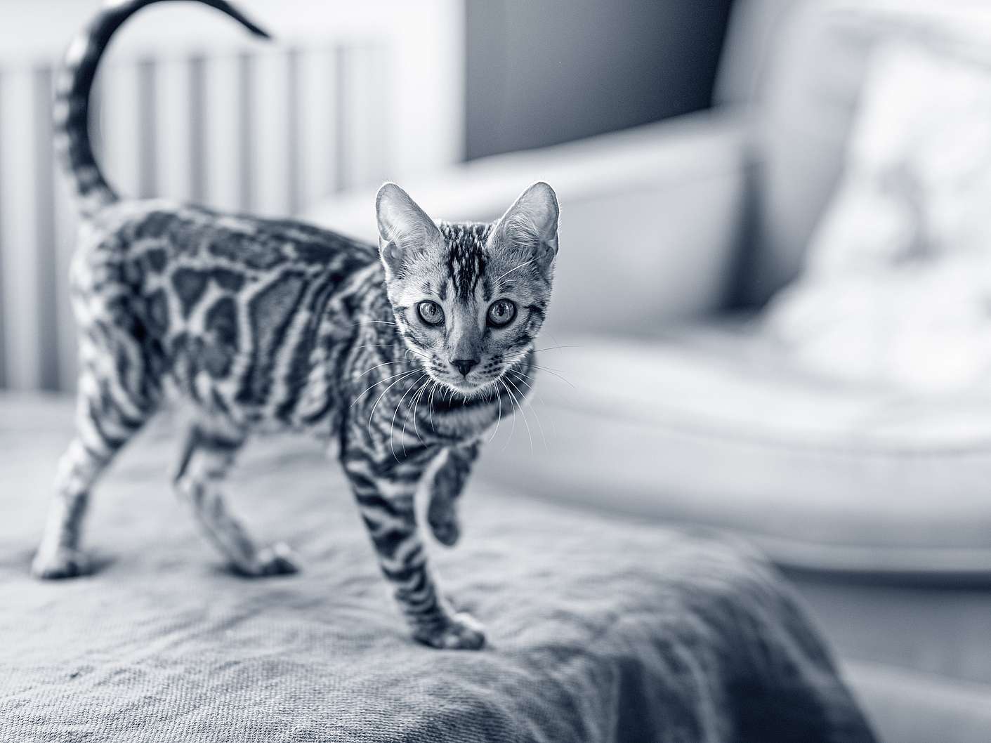 Katt promenerar på soffan.