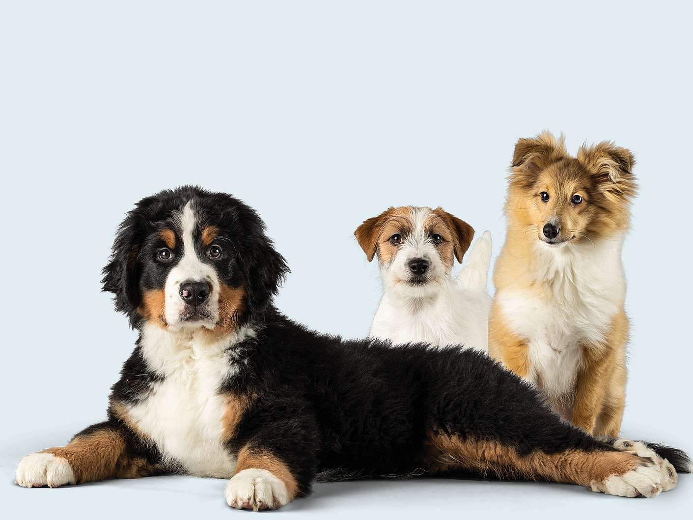 Tre valpar, en berner sennenhund, en jack russell terrier och en shetland sheepdog kollar mot kameran.