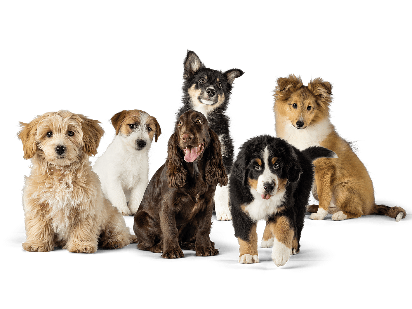 Sex valpar kollar mot kameran. En cockerpoo, en cocker spaniel, en bernen sennenhund, en jack russell terrier, en finsk lapphund och en shetland sheepdog.