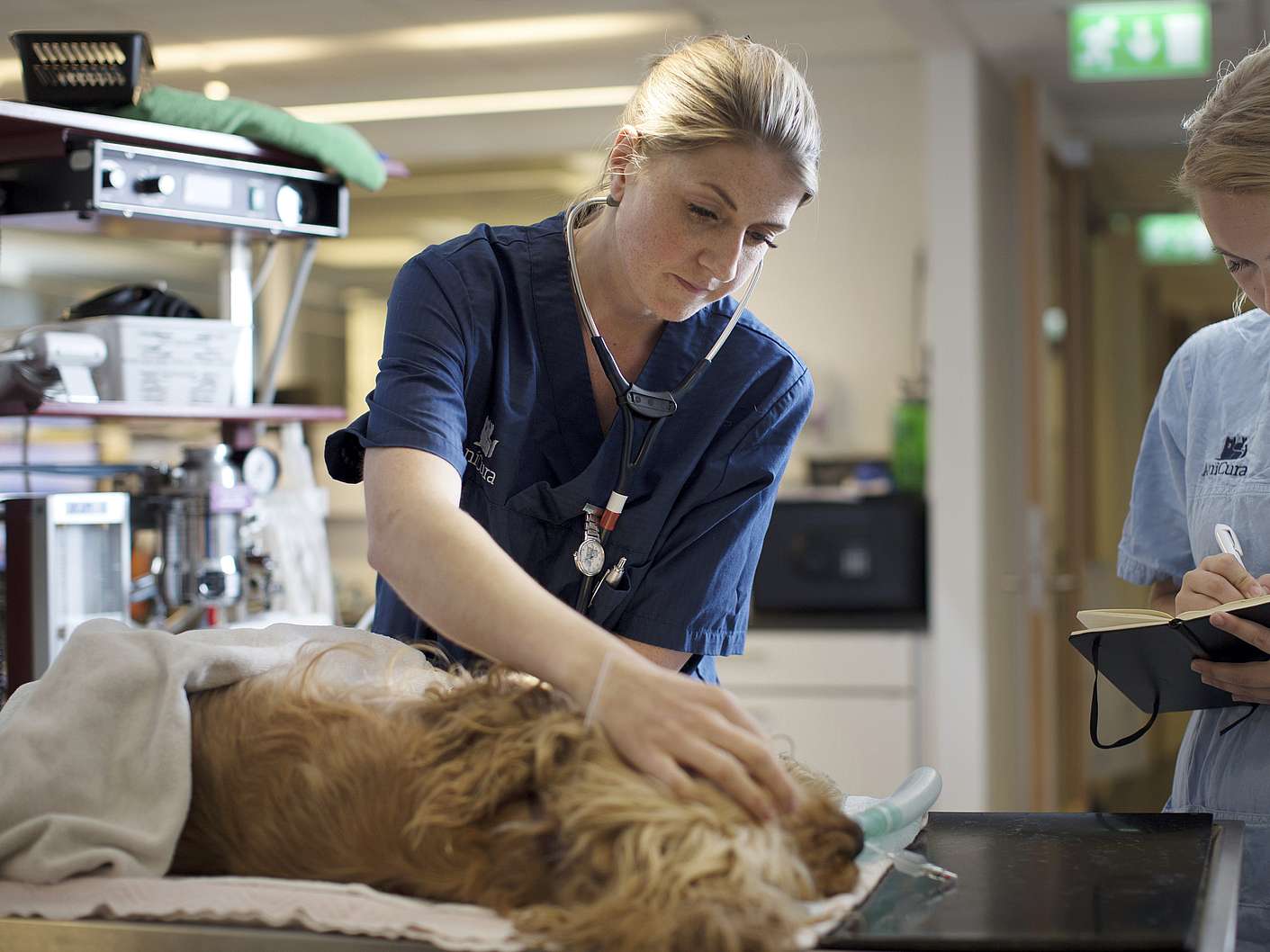 Kvinnlig veterinär undersöker en nedsövd hund. En till veterinär skriver anteckningar.