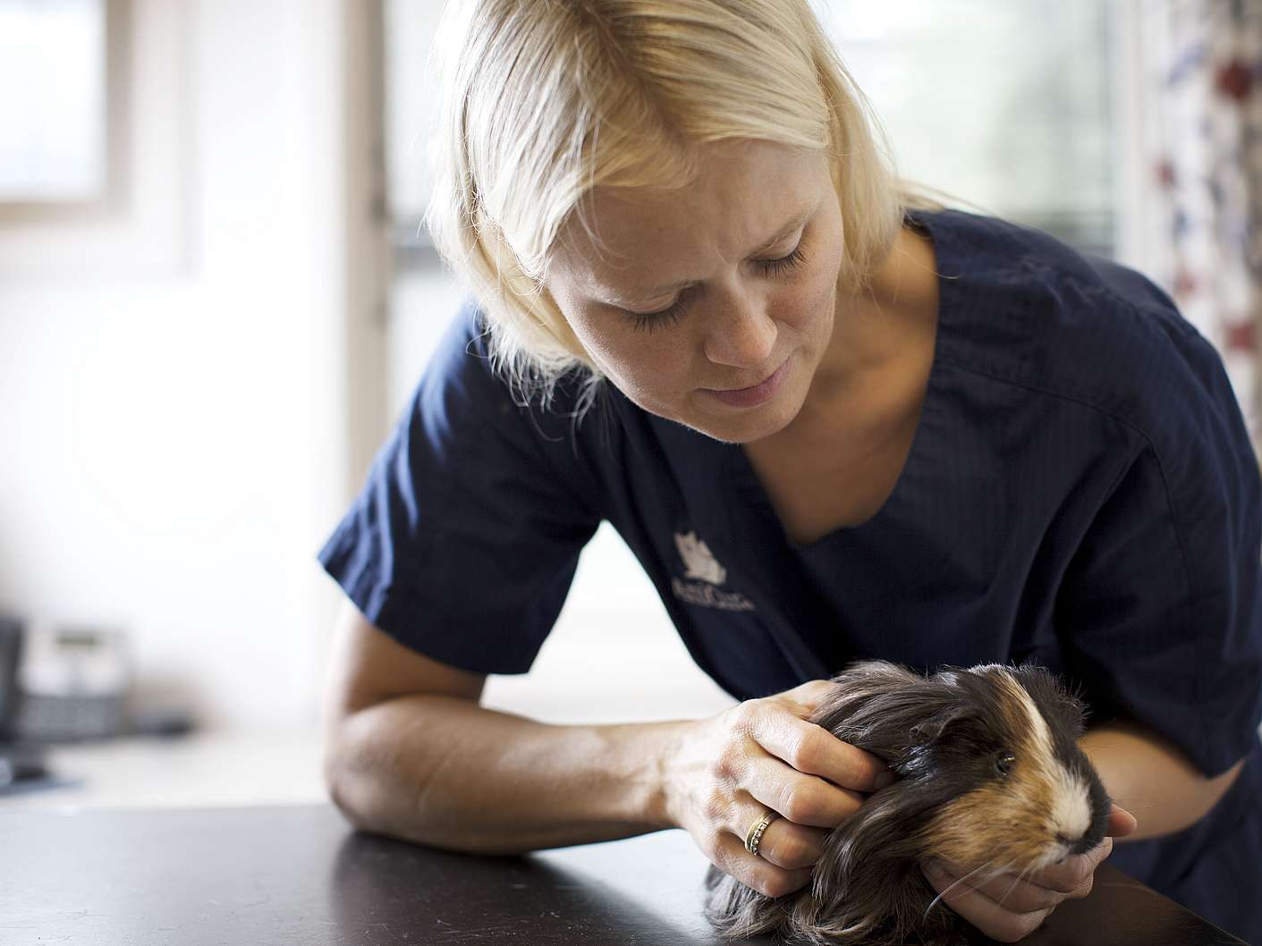 En blond kvinnlig veterinär iklädd blåa vårdkläder undersöker en svartbrun marsvin.