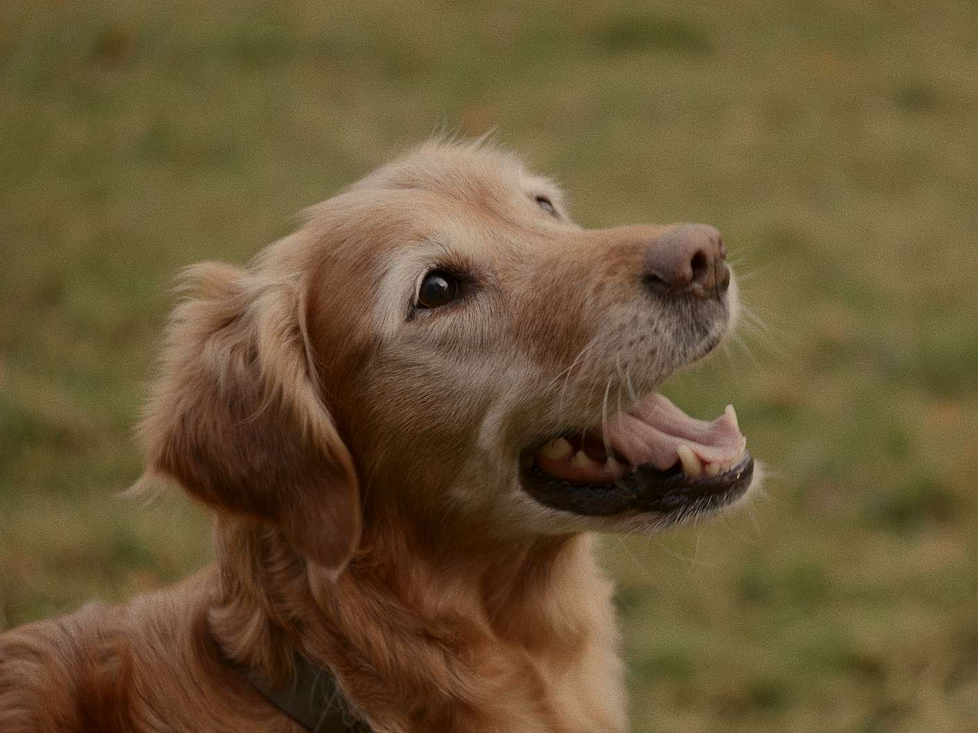 En glad, äldre Flatcoated Retriever står på en gröngräsmatta och kollar glatt upp.