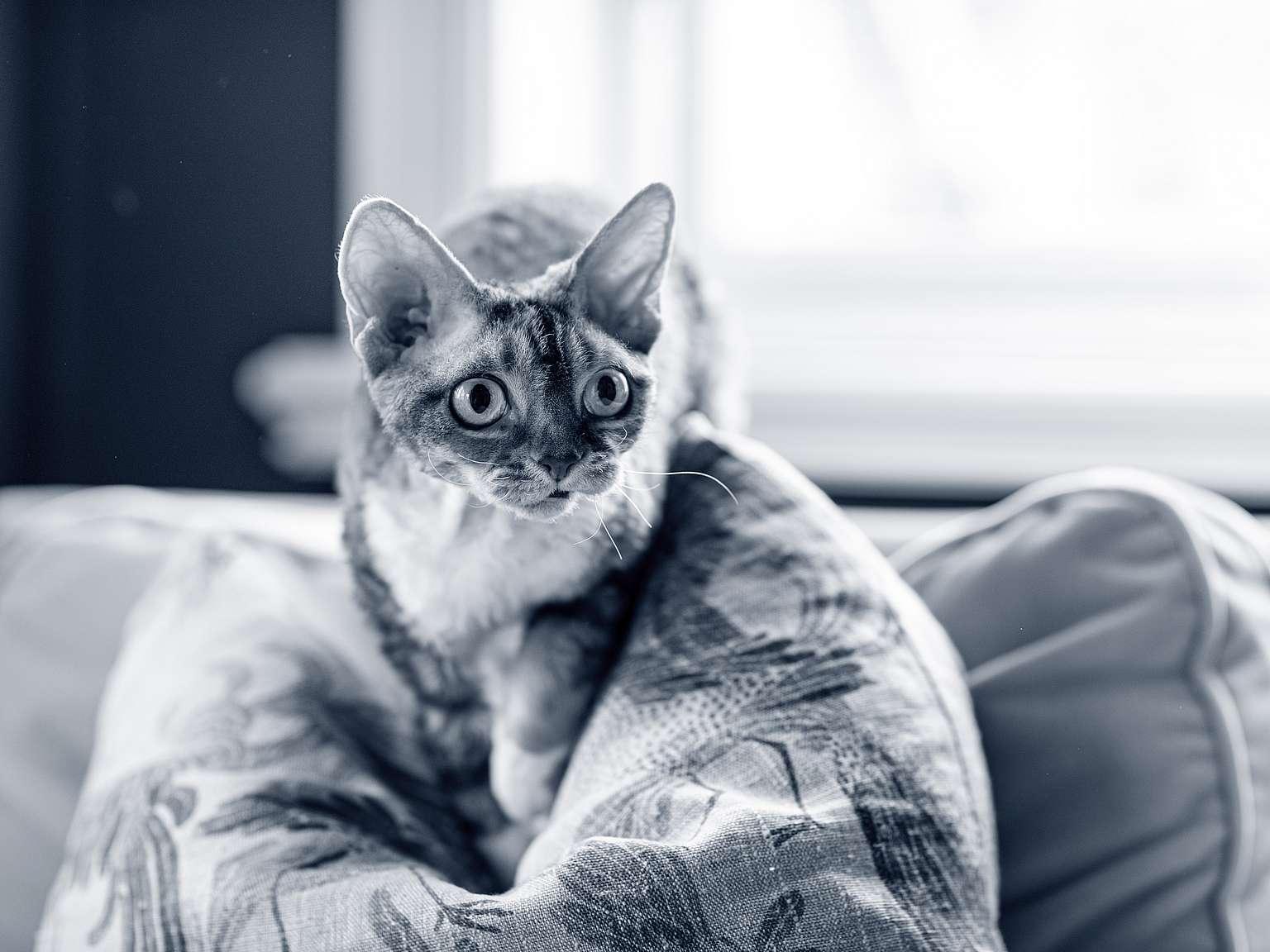 En devon rex sitter på en soffkudde.