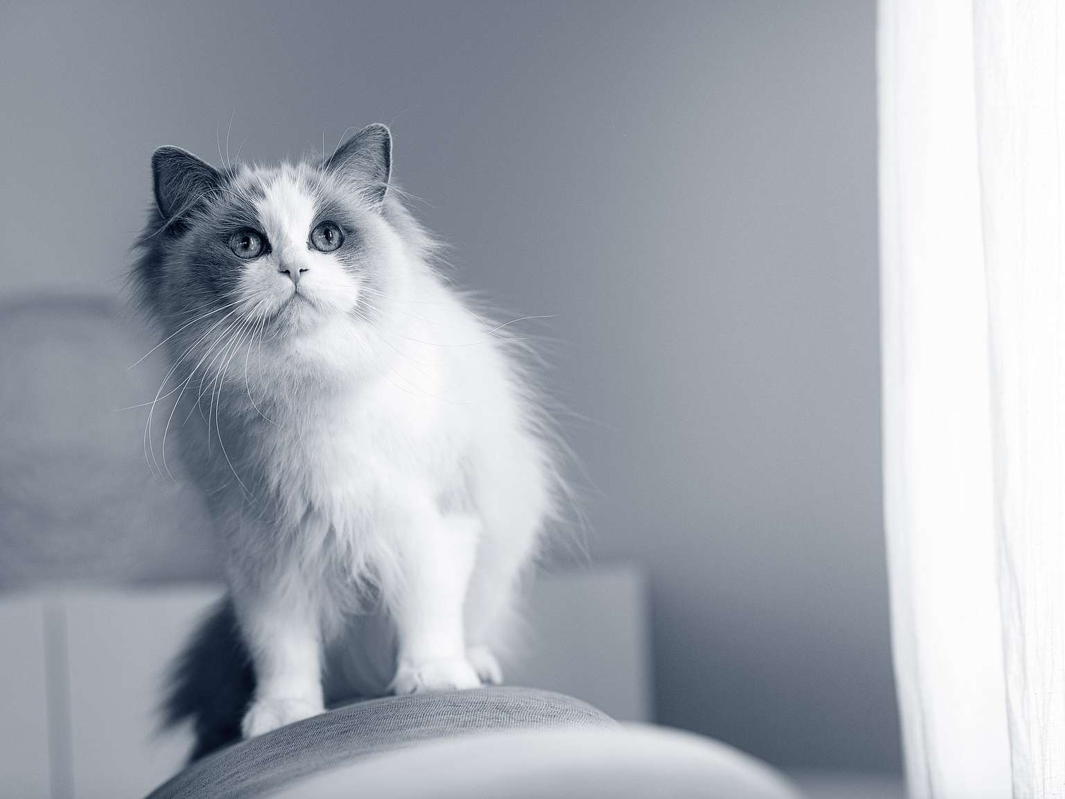 En Ragdoll inomhus kollar uppåt.