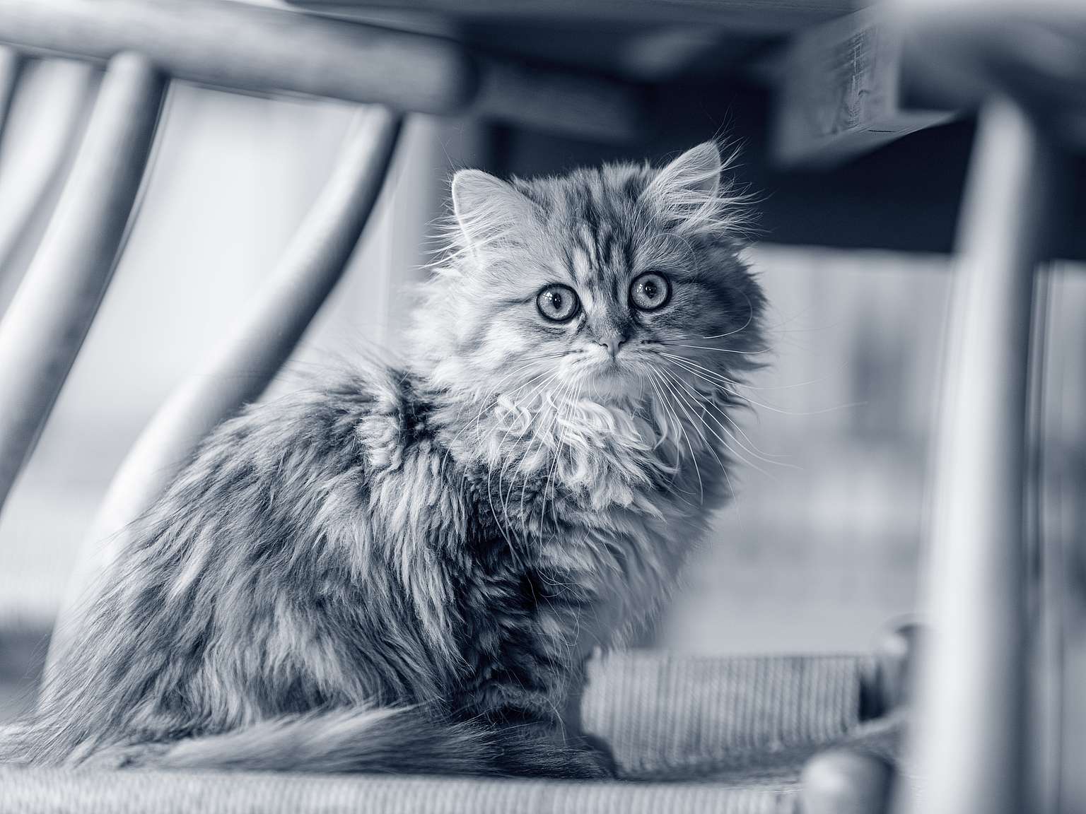En brittiskt korthår katt står under en stol och tittar in i kameran.