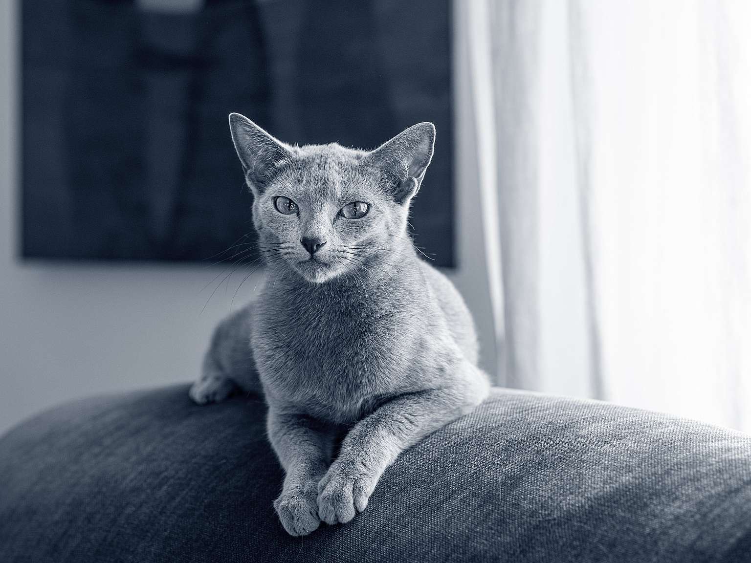 En russian blue katt ligger på en soffkudde.