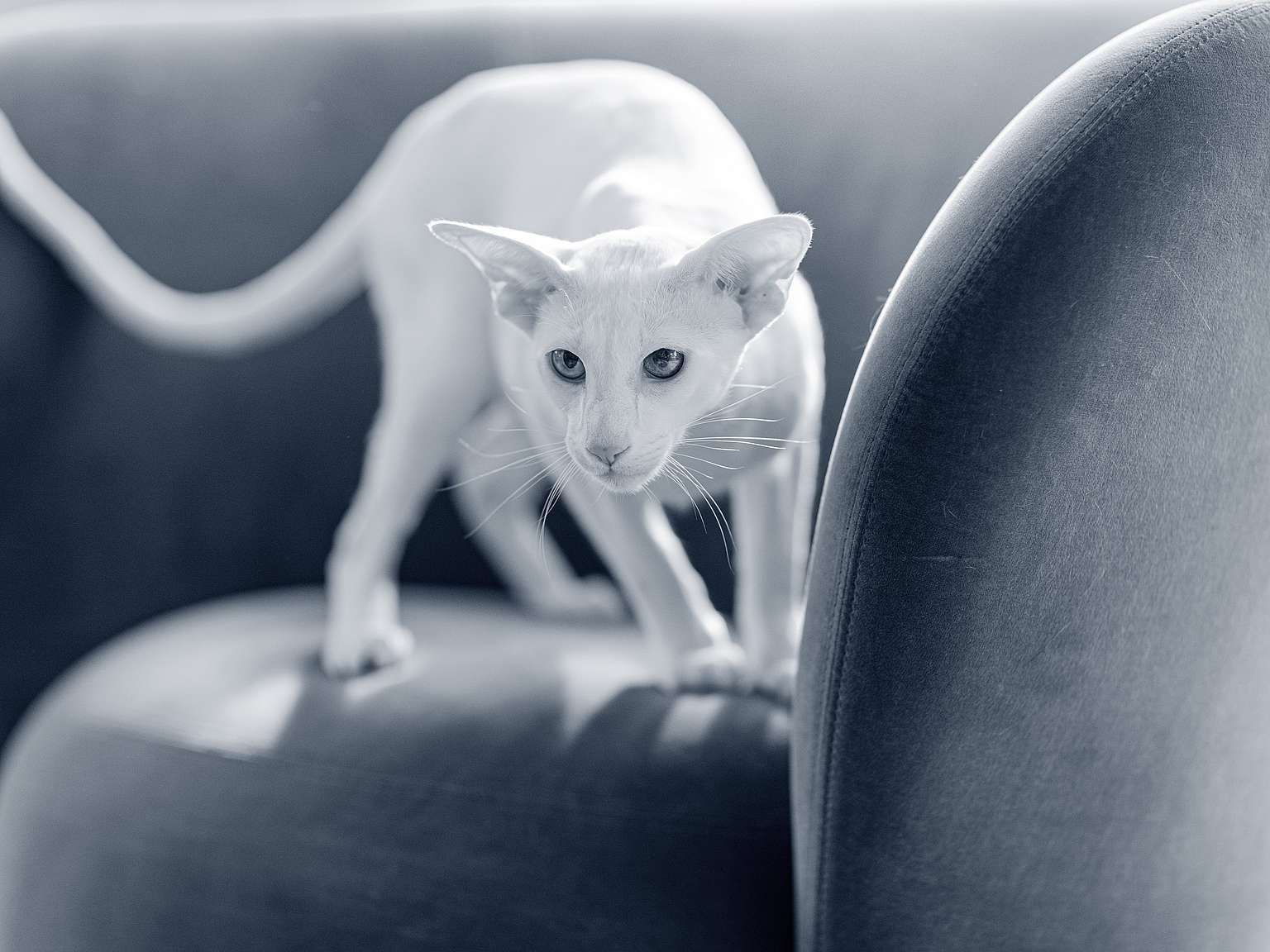 En vit orientaliskt korthår katt går på en soffa.