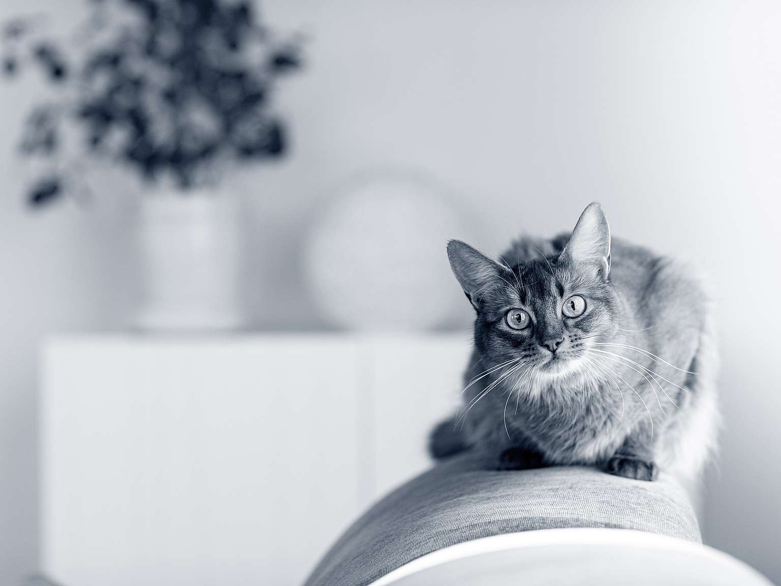 En somali katt ligger på soffan.