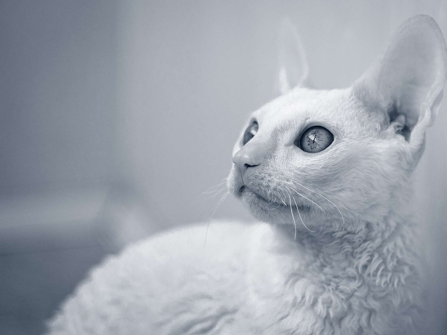 En cornish rex kollar uppåt.
