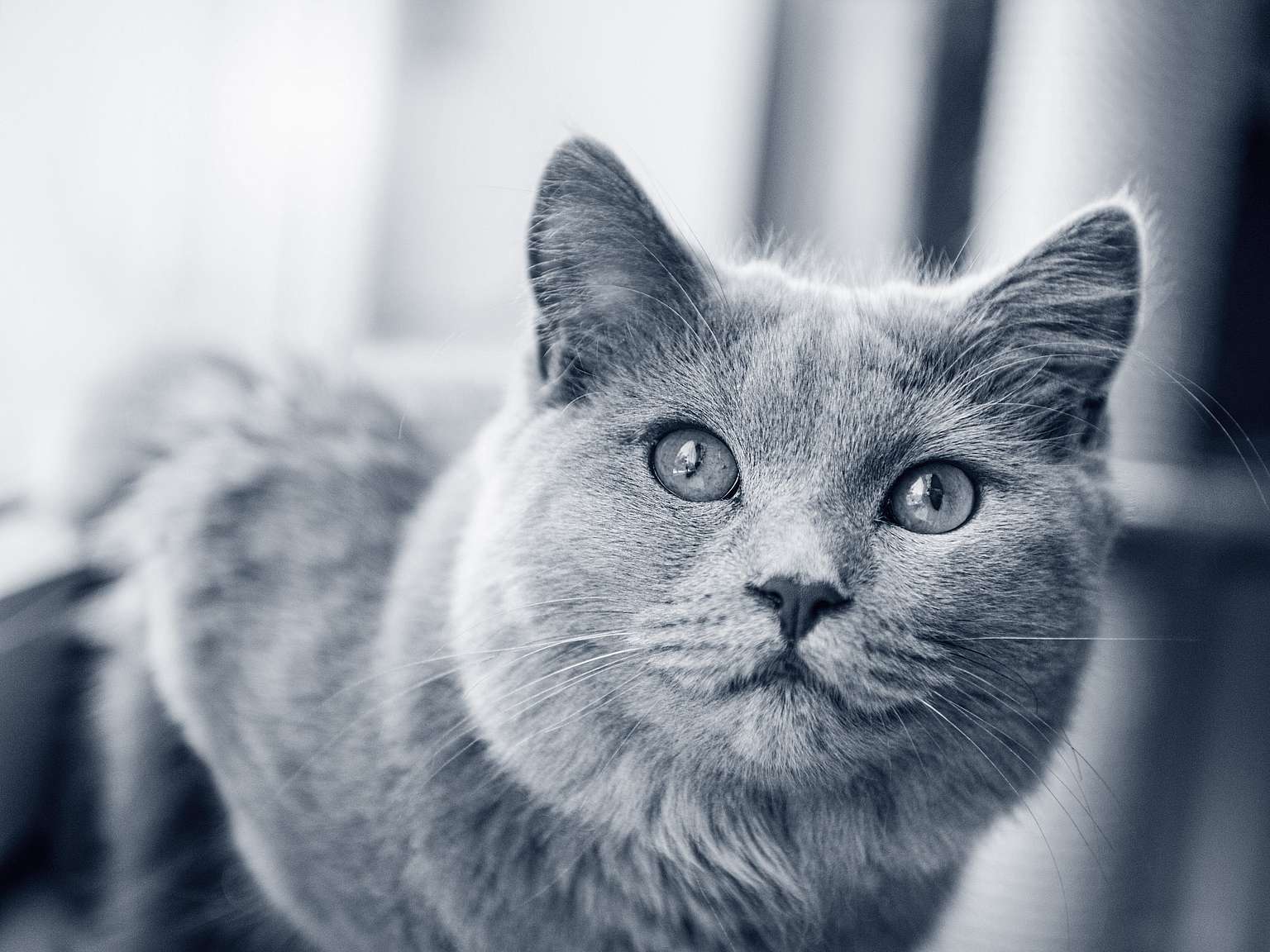 En chartreux inomhus.