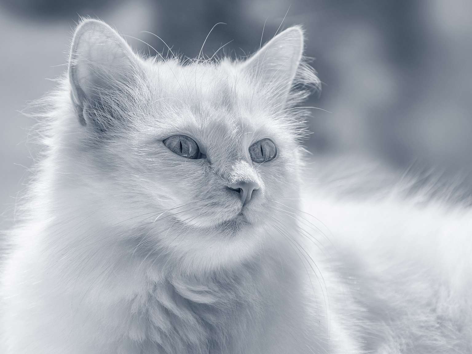 En vit turkisk angora katt kollar åt höger.