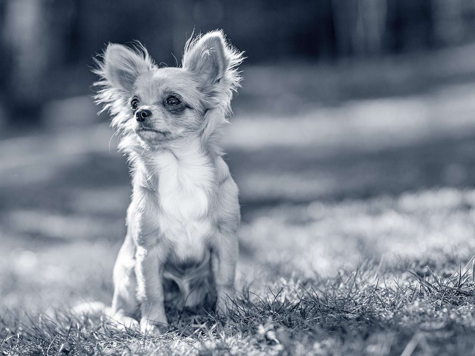 En sliten Chihuahua med stora öron kollar nyfiket ut. Bilden är i svartvitt med suddig bakgrund.