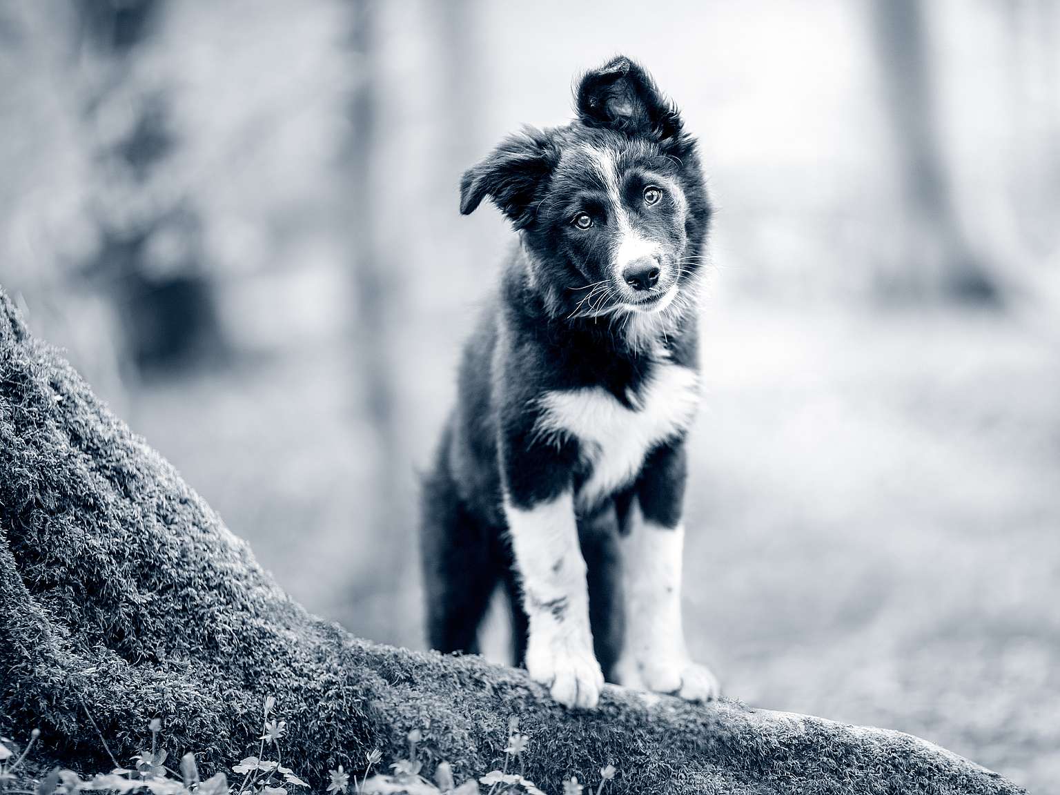 En ung svart och vit border collie-valp står med huvudet lätt lutat åt sidan och tittar nyfiket mot kameran. Bilden är i svartvitt och bakgrunden är suddig skogsmiljö.
