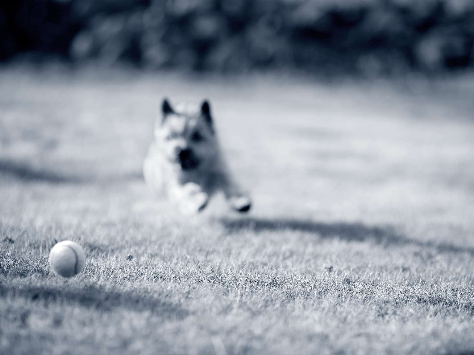 En suddig bild av en Cairnterrier som springer mot en tennisboll på en gräsmatta. Bollen är i fokus i förgrunden, medan hunden, som är i full fart, är suddigt fångad i bakgrunden. Bilden är i svartvitt.