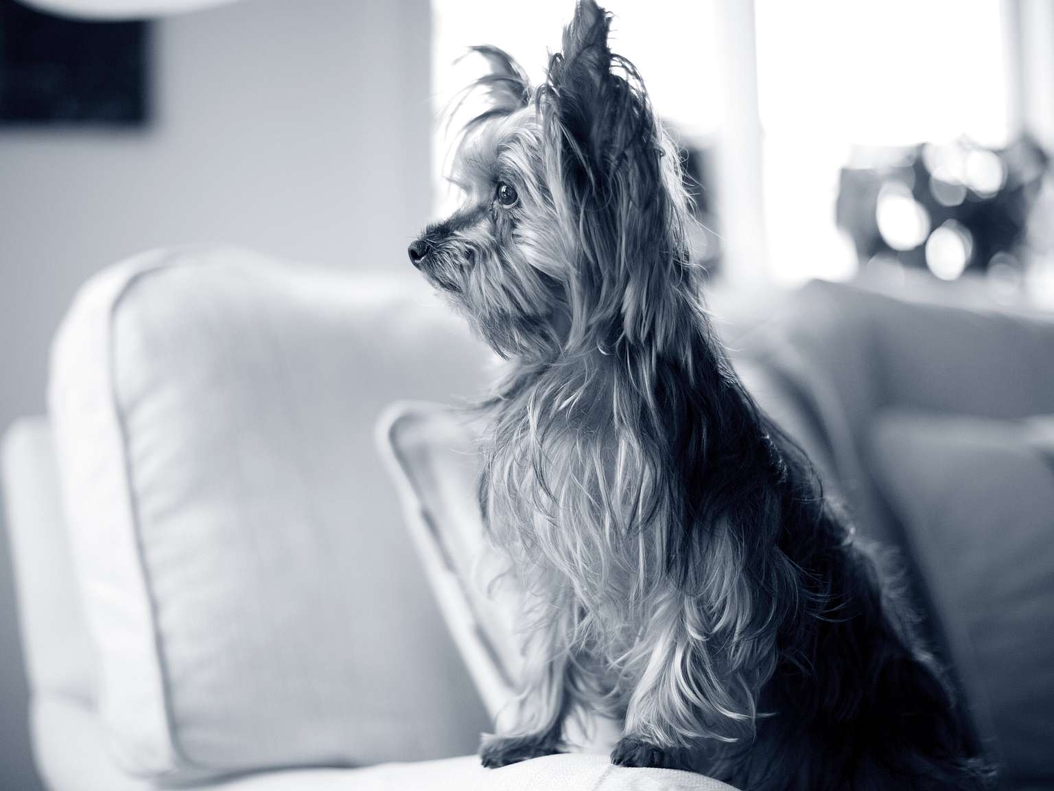 Yorkshireterrier sitter på soffan och kollar åt vänster.