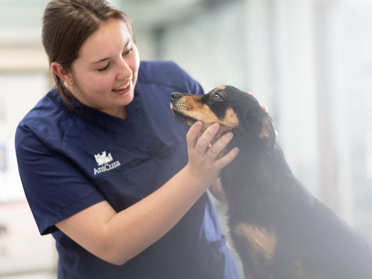 Veterinär undersöker Norsk skogkatt