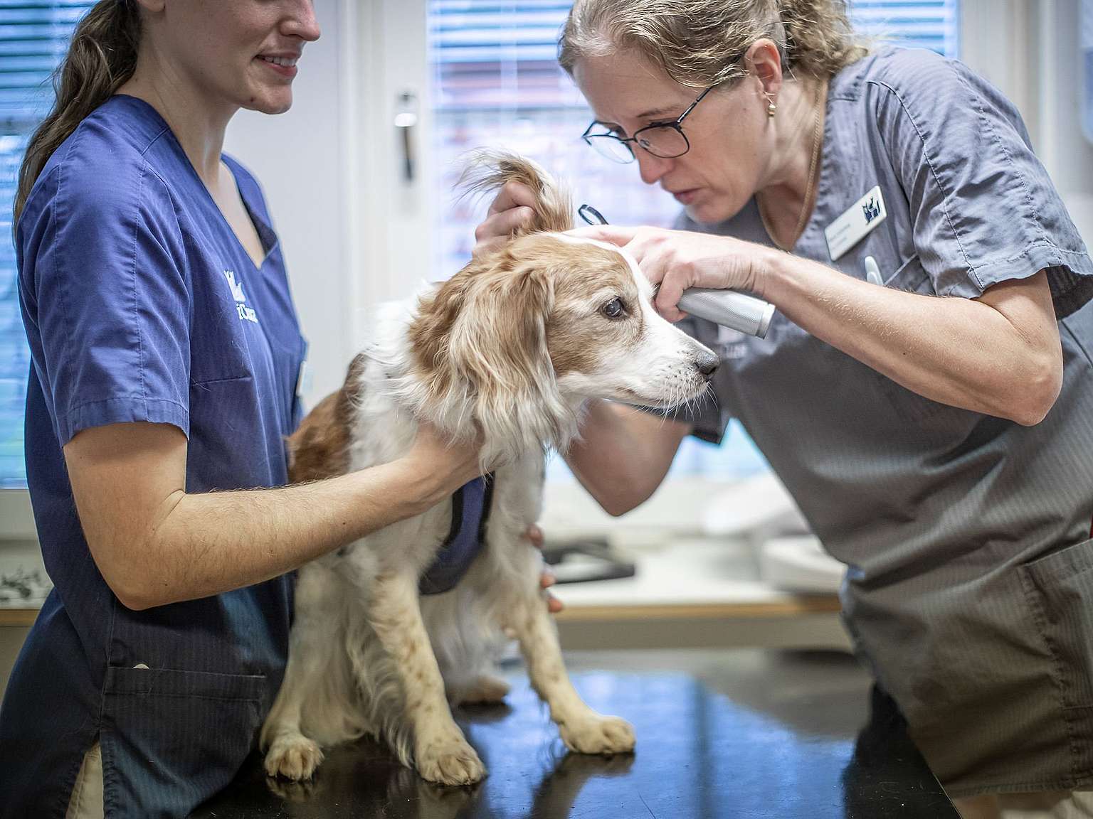 Sköterska och veterinär gör en undersökning på en hund.