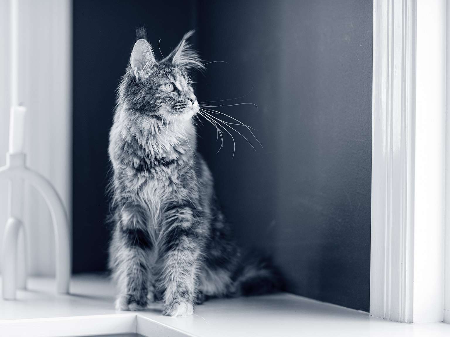 En Maine Coon står vid ett fönster inomhus.