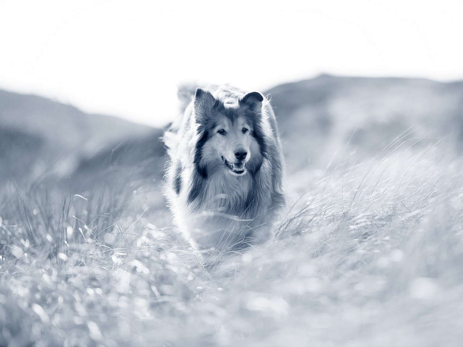 En långhårig collie springer utomhus bland gräset. Bilden är i svartvitt.