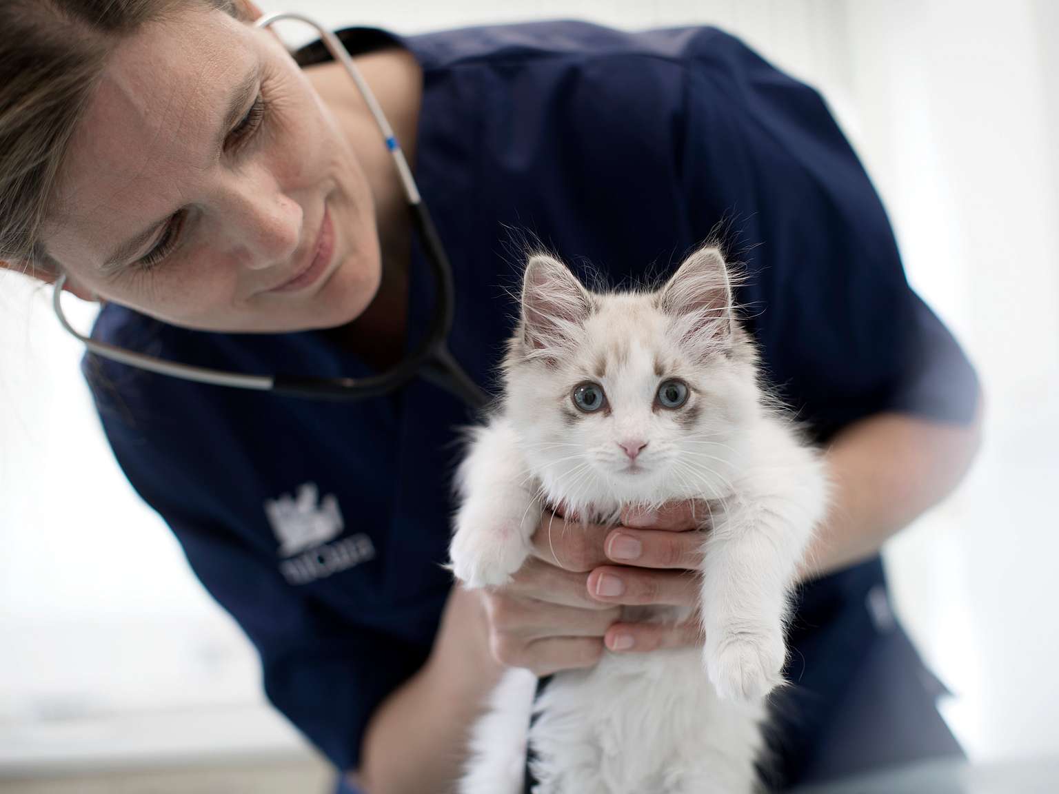 Sköterska håller i en katt.