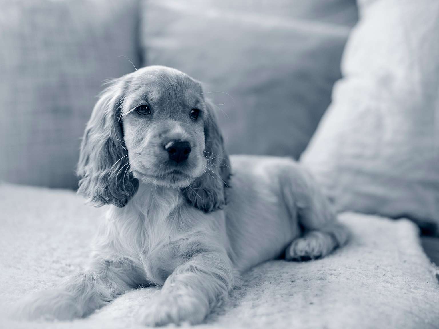 Ljushårig cocker spaniel ligger på en soffa och tittar åt höger. Bilden är i svartvitt.