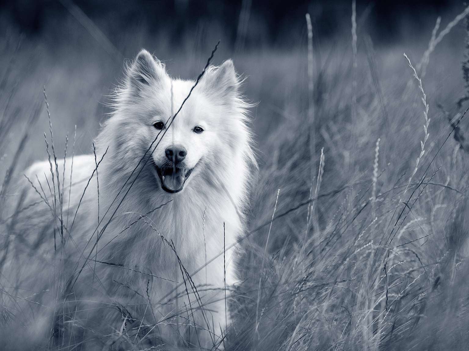 En vit Finsk Lapphund ute i naturen.