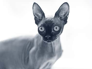 Sphynx kollar framåt.