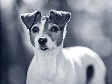 En Jack Russel hund i skogen.
