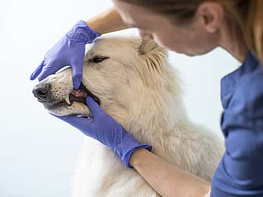 En kvinnlig veterinär med sitt bruna hår i tofs och iklädd blåa vårdkläder undersöker en vit hunds tänder.