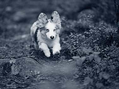 En Corgi-valp springer i skogen.