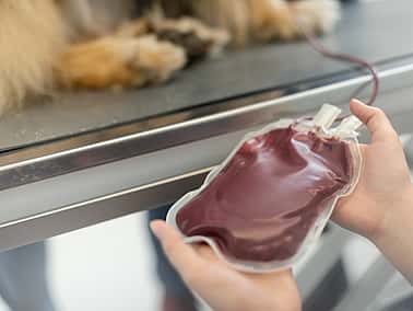 Veterinär håller i en blodpåse som kommer från en blodgivarhund.