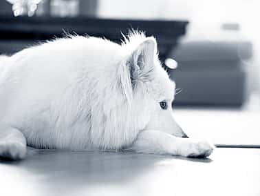 En vit fluffig hund ligger på golvet och vilar huvudet på ett av sina främre ben.