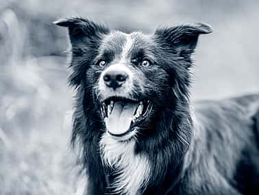 En glad svartvit hund i gräset.