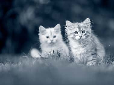 Två små kattungar står på en gräsmatta. En av kattungarna är ljusgrå med mörkare ränder och den andra är vit. Den gråa kattungen står lite längre fram och är i fokus medan den vita står lite längre bak. Bilden är i svartvitt.
