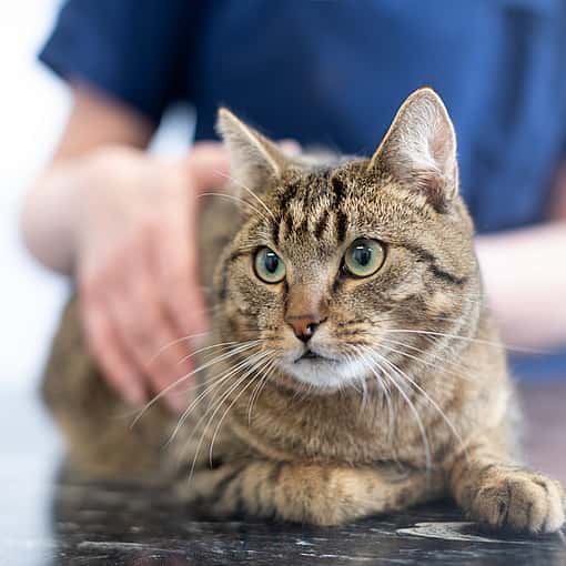 Katt med gröna ögon ligger ner och en person undersöker dess rygg och mage.
