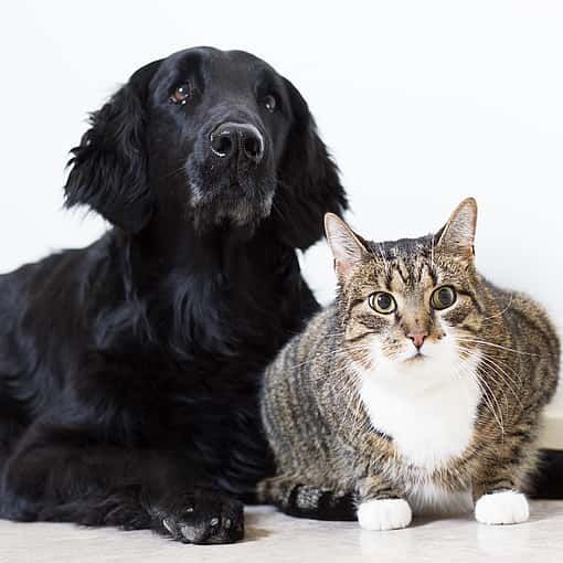 En randig katt med stora gröna ögon och en svart, långhårig hund ligger ner och kollar mot kameran.