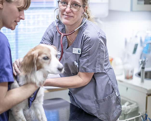 Veterinär och djursjukskötare lyssnar på hjärtat på en hund.