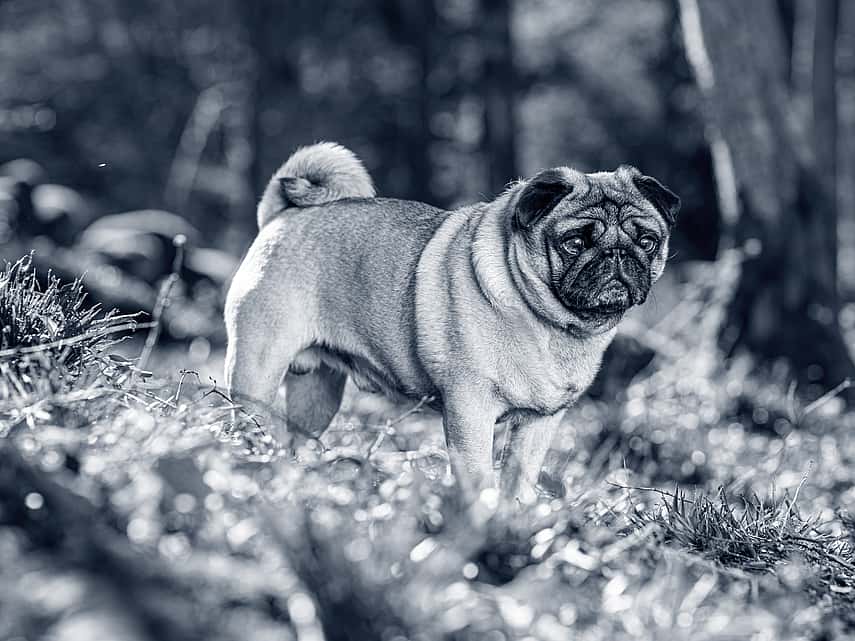 Den trubbnosiga hundrasen "mops" eller på engelska "pug". Mopsen står utomhus i naturen bland gräs och träd.