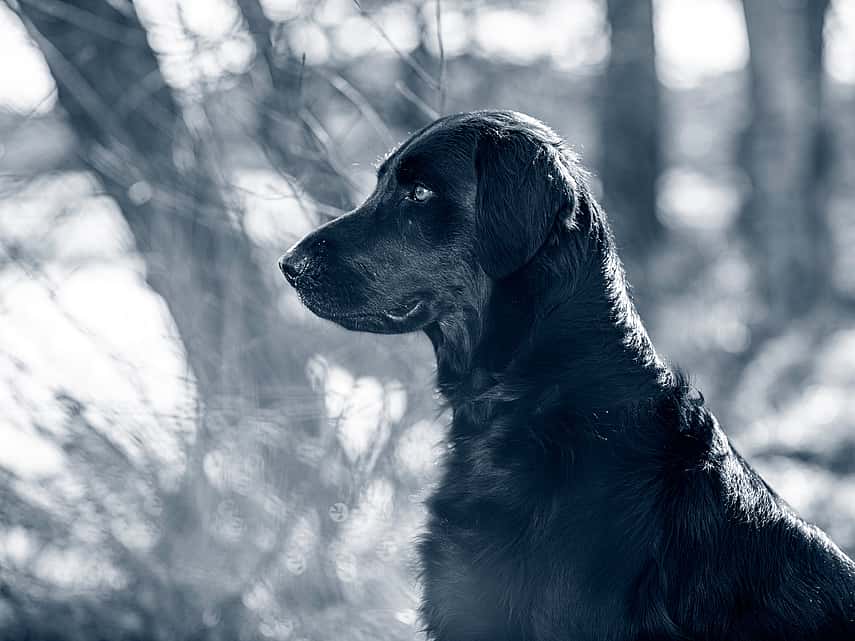 En svart hund står ute i naturen. Bilden är i svartvitt.