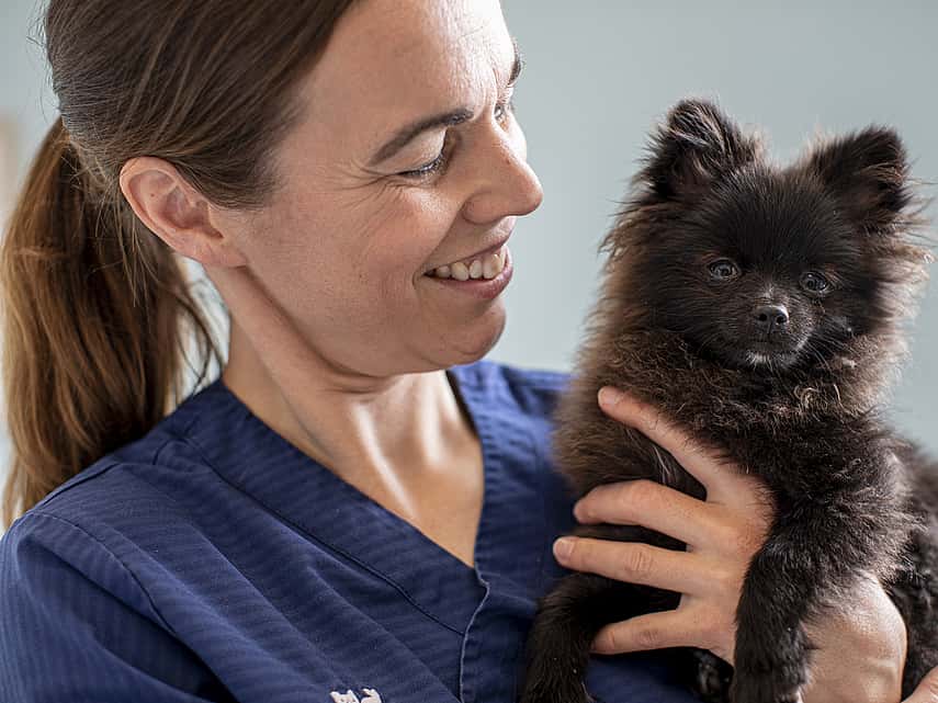 En veterinär håller i en brun pomeranian-valp.