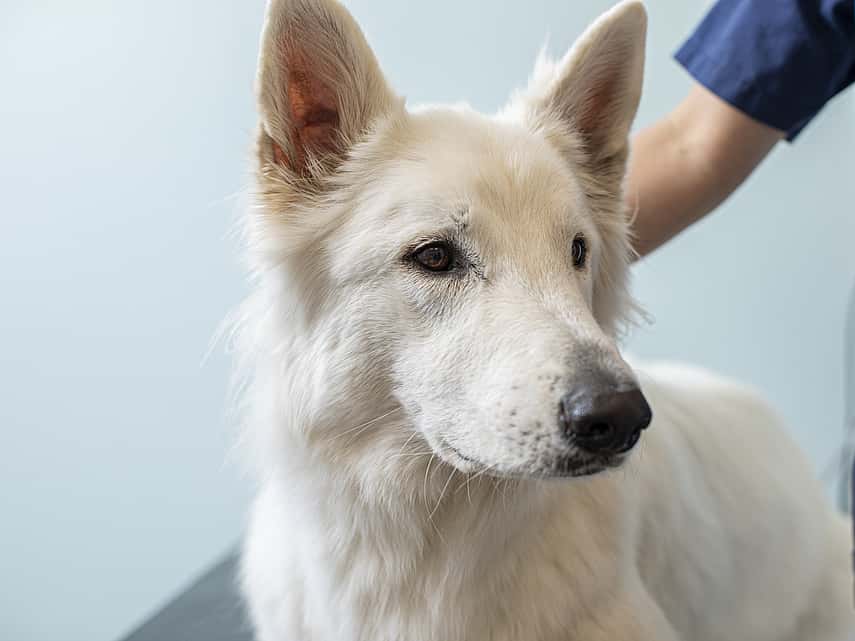 Vit hund är på besök hos veterinären.
