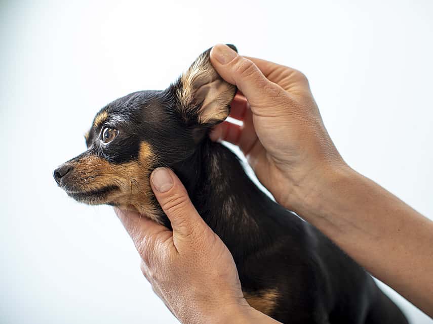 Veterinär tittar i en chihuahuas öra.
