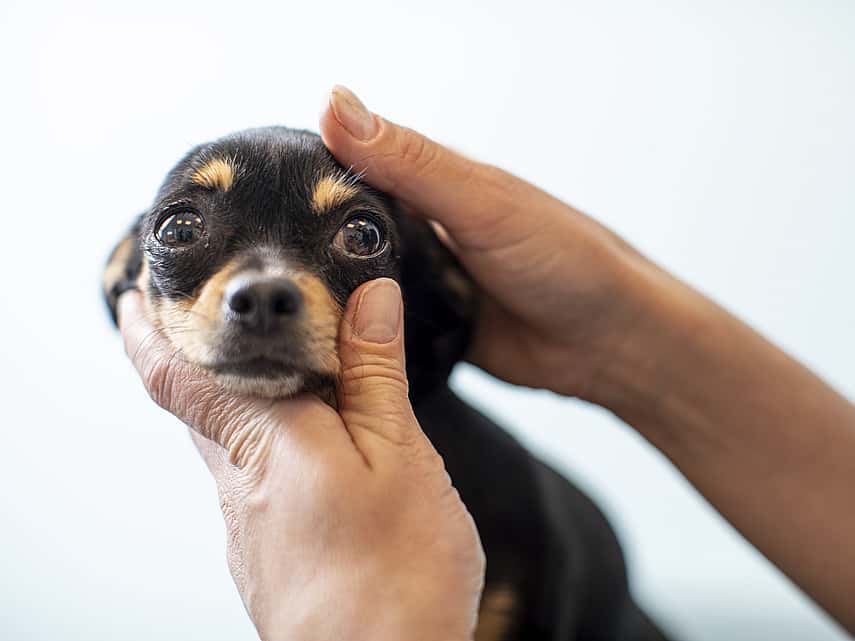 Händer som undersöker en liten, brunsvart chihuahuas ögon.