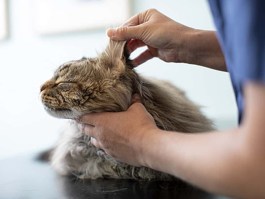 Grå katt ligger på ett undersökningsbord. En veterinär examinerar kattens öron.
